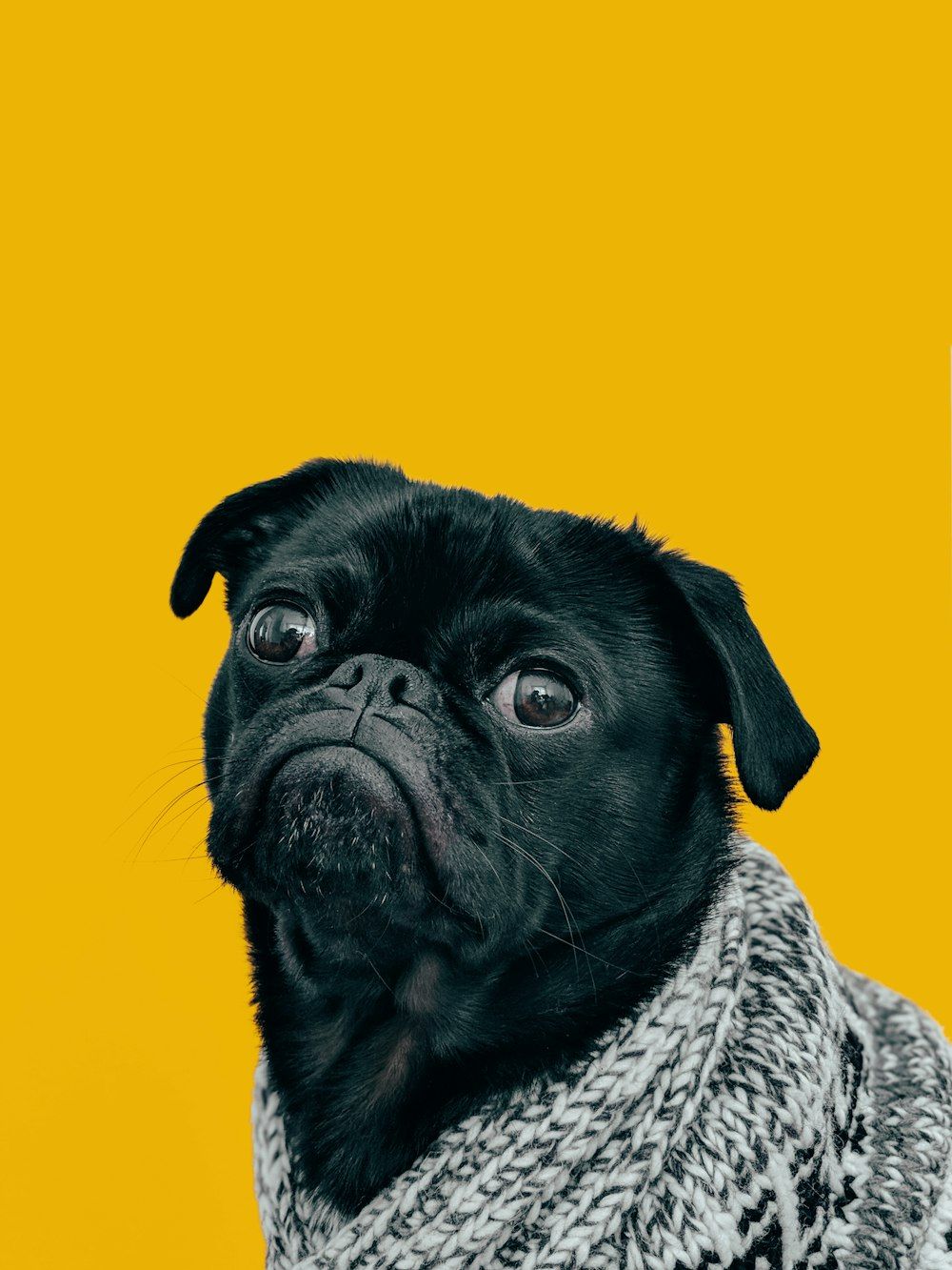 Retrato de un perro pug negro con bufanda sobre fondo amarillo