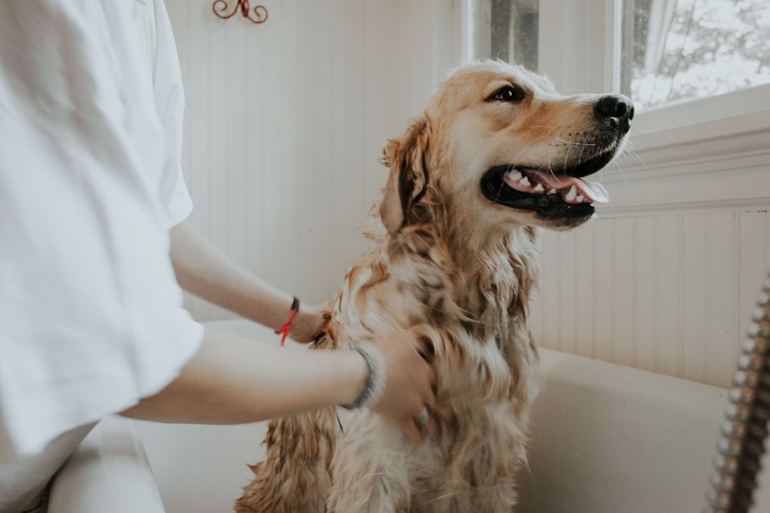 Golden retriever siendo bañado en una tina