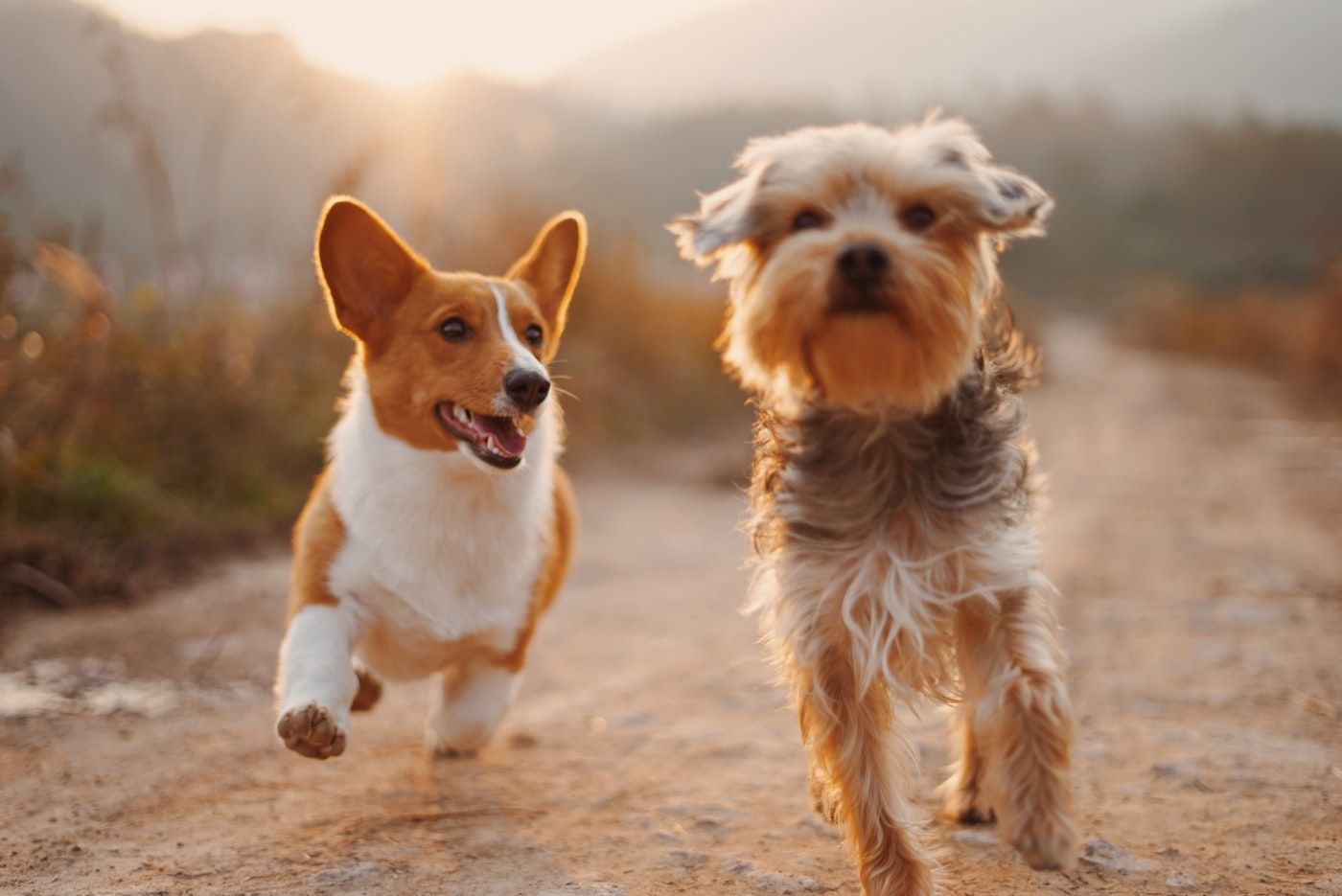 Dos perros corriendo por un camino de tierra a contraluz