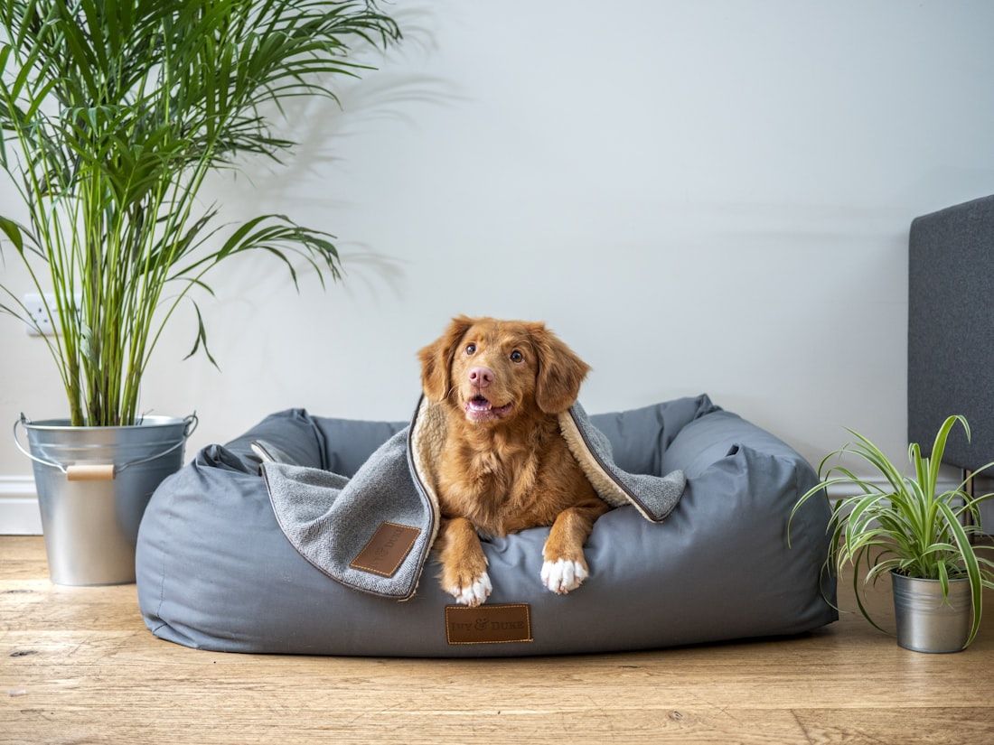 Perro descansando en una cama acolchada junto a plantas